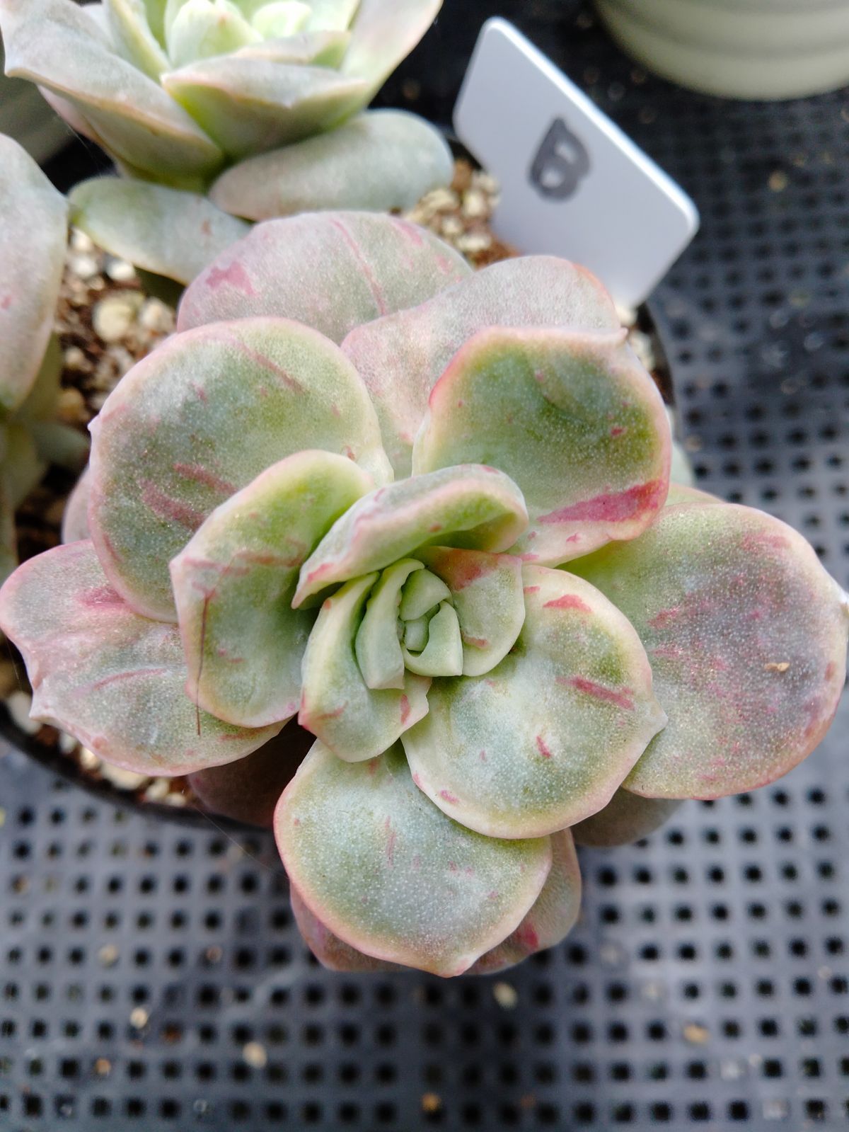 多肉植物 ラブリーローズ錦 赤 葉挿し苗1年生 B - メルカリ