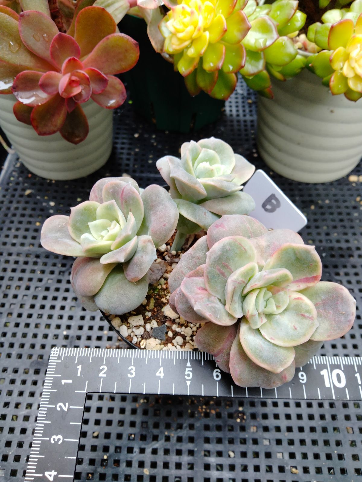 多肉植物 ラブリーローズ錦 赤 葉挿し苗1年生 B - メルカリ