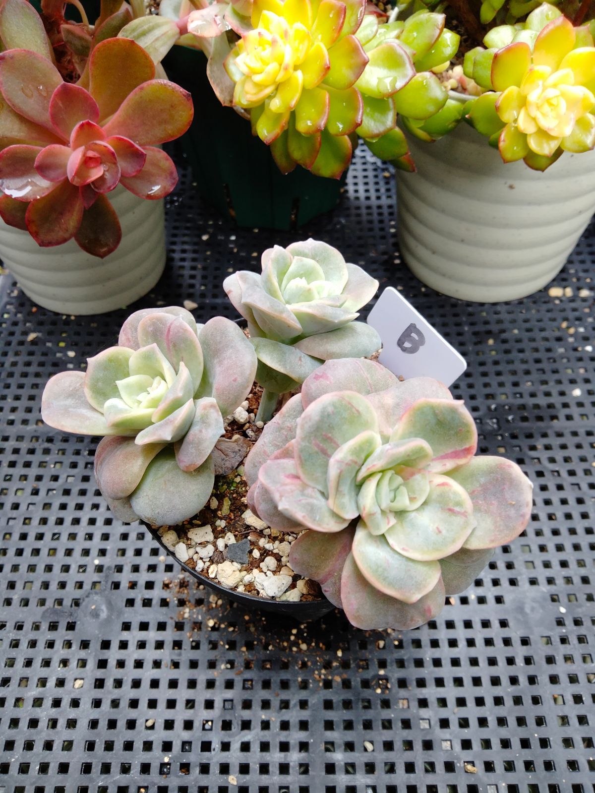 多肉植物 ラブリーローズ錦 赤 葉挿し苗1年生 B - メルカリ