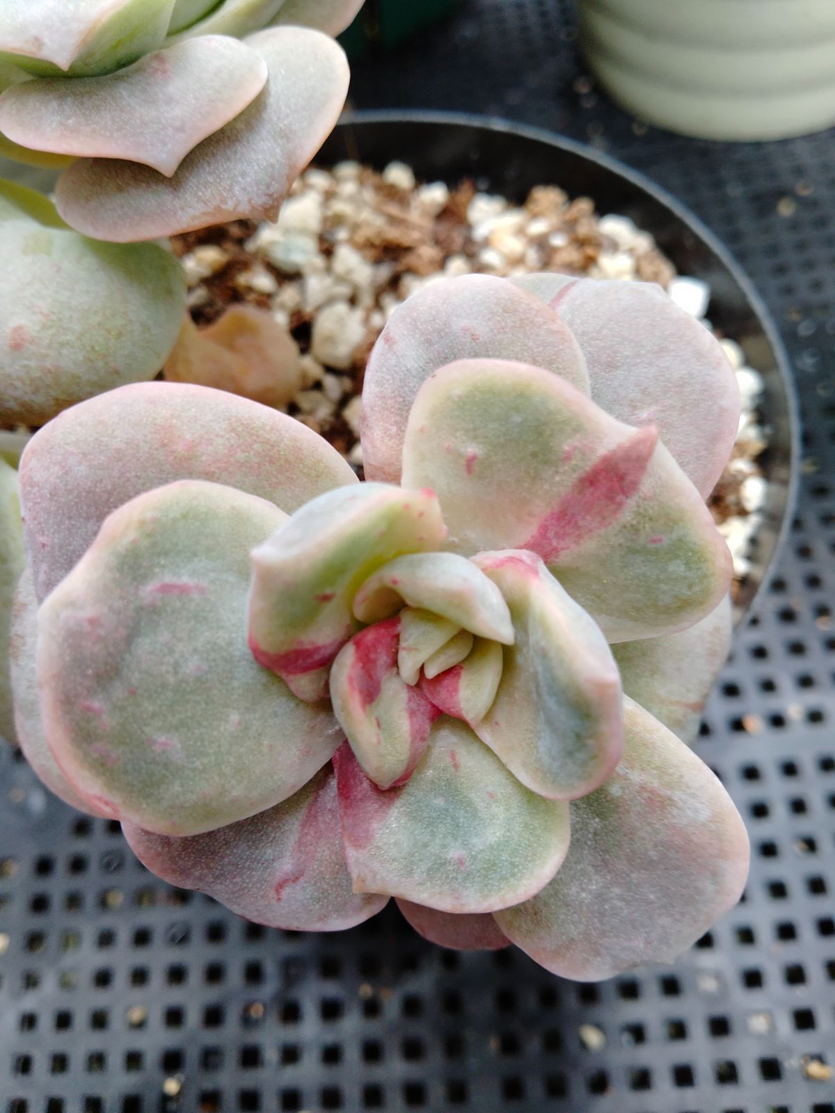 ❤️専用出品❤️ラブリーローズ錦❤️葉挿しっ子③❤️           ★セール♪★ ラブリーローズ錦 赤 親株バンプ 葉挿し苗1年生 ① - メルカリ