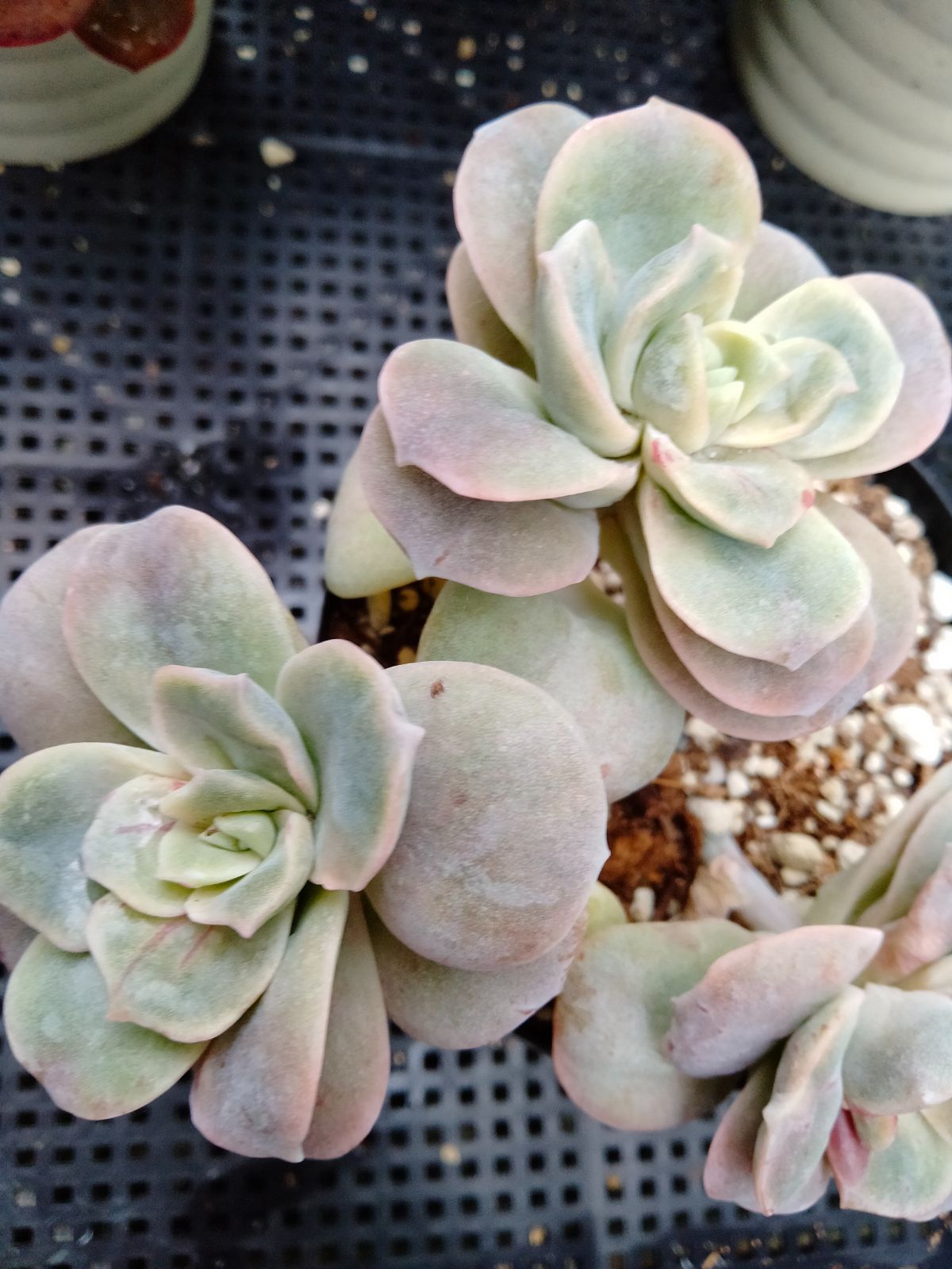 ❤️専用出品❤️ラブリーローズ錦❤️抜き苗① ❃⑤ラブリーローズ錦 赤斑 抜き苗 3頭 多肉植物 - メルカリ