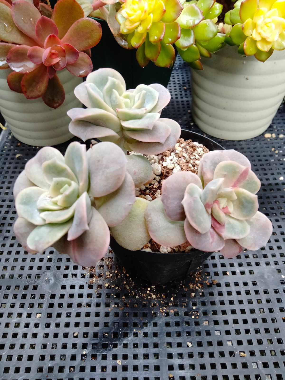 ❤ラブリーローズ錦❤ 白斑  葉挿しっ子✴赤斑葉挿し付✴⑥ 多肉植物 ラブリーローズ錦 赤 葉挿し苗1年生 A - メルカリ