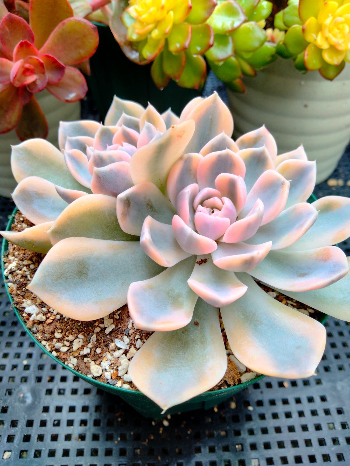 Top【選抜株】多肉植物　18792タイニー　バーガー錦　36個　鉢無し/脱土 観葉植物 多肉植物 タイニーバーガー錦