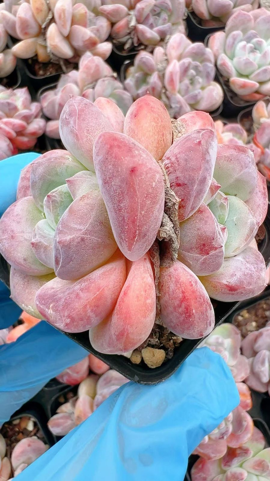 15株の抜き苗セット】ピンクラウル 多肉植物 佐川急便発送 エケベリア