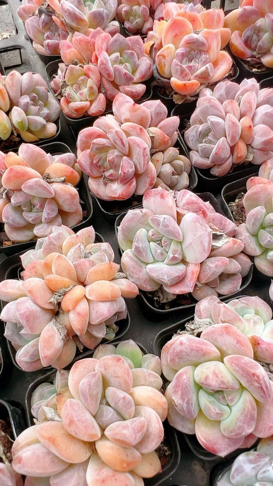 50株の抜き苗セット】ストロベリーポップ 多肉植物 佐川急便発送