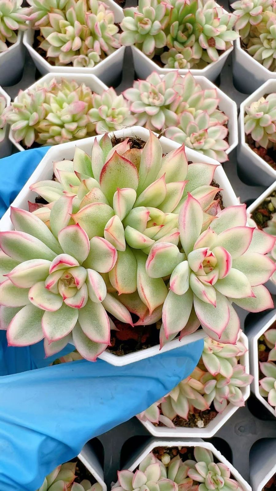 50株の抜き苗セット】女雛錦 多肉植物 佐川急便発送 エケベリア 韓国苗