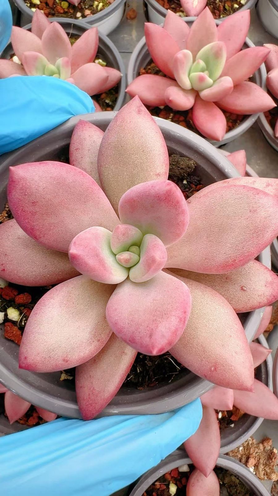 多肉植物 ピーチプリデ 抜き苗 エケベリア 多肉植物 ピーチプリデ 抜き