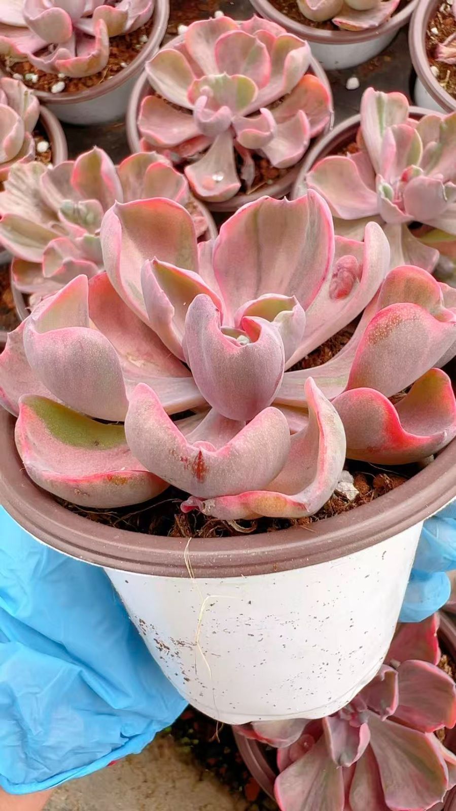 53 #多肉植物ア工オ二ウム錦❤️キツネ狩りを錦❤️1大頭5-6子芽11cm拔き苗 53 #多肉植物ア工オ二ウム錦❤️キツネ狩りを錦❤️1