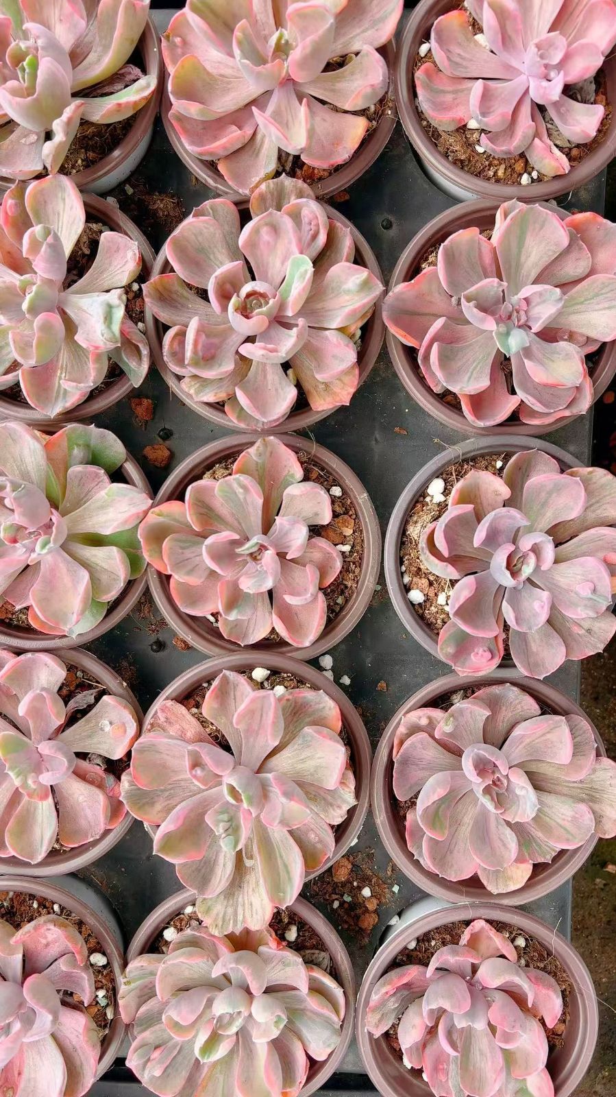 50株の抜き苗セット】アマツブ錦 多肉植物 佐川急便発送 エケベリア