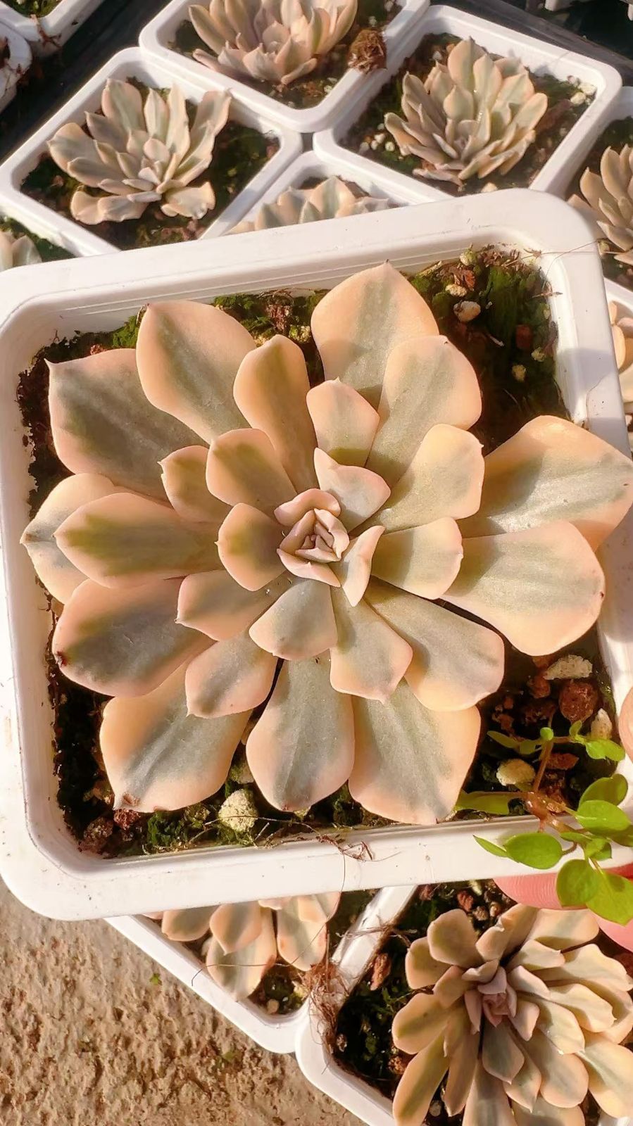 25株の抜き苗セット】リベリア錦 多肉植物 佐川急便発送 エケベリア