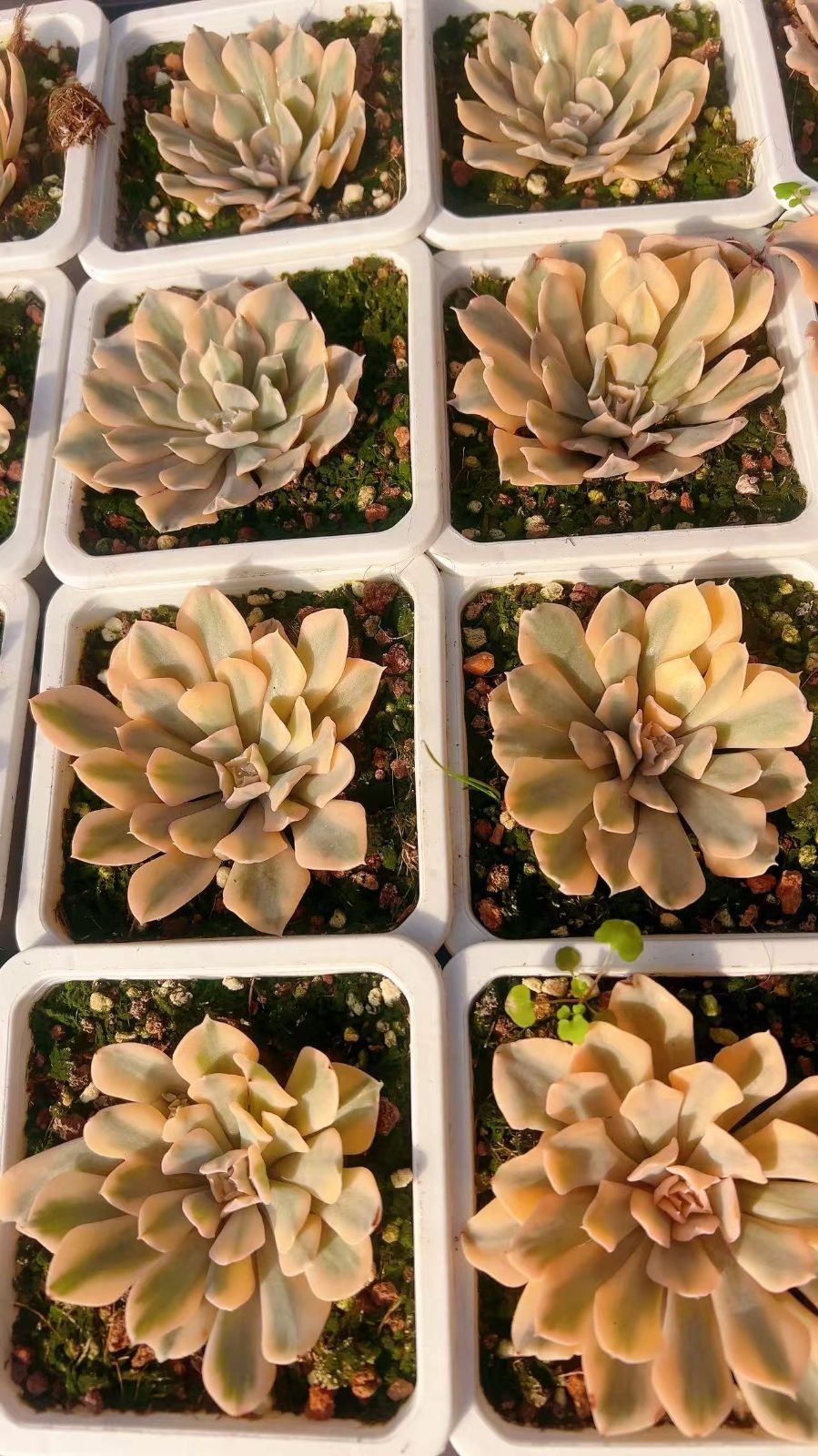 多肉植物 錦品種♡抜き苗セット 多肉植物 錦抜き苗♡セット