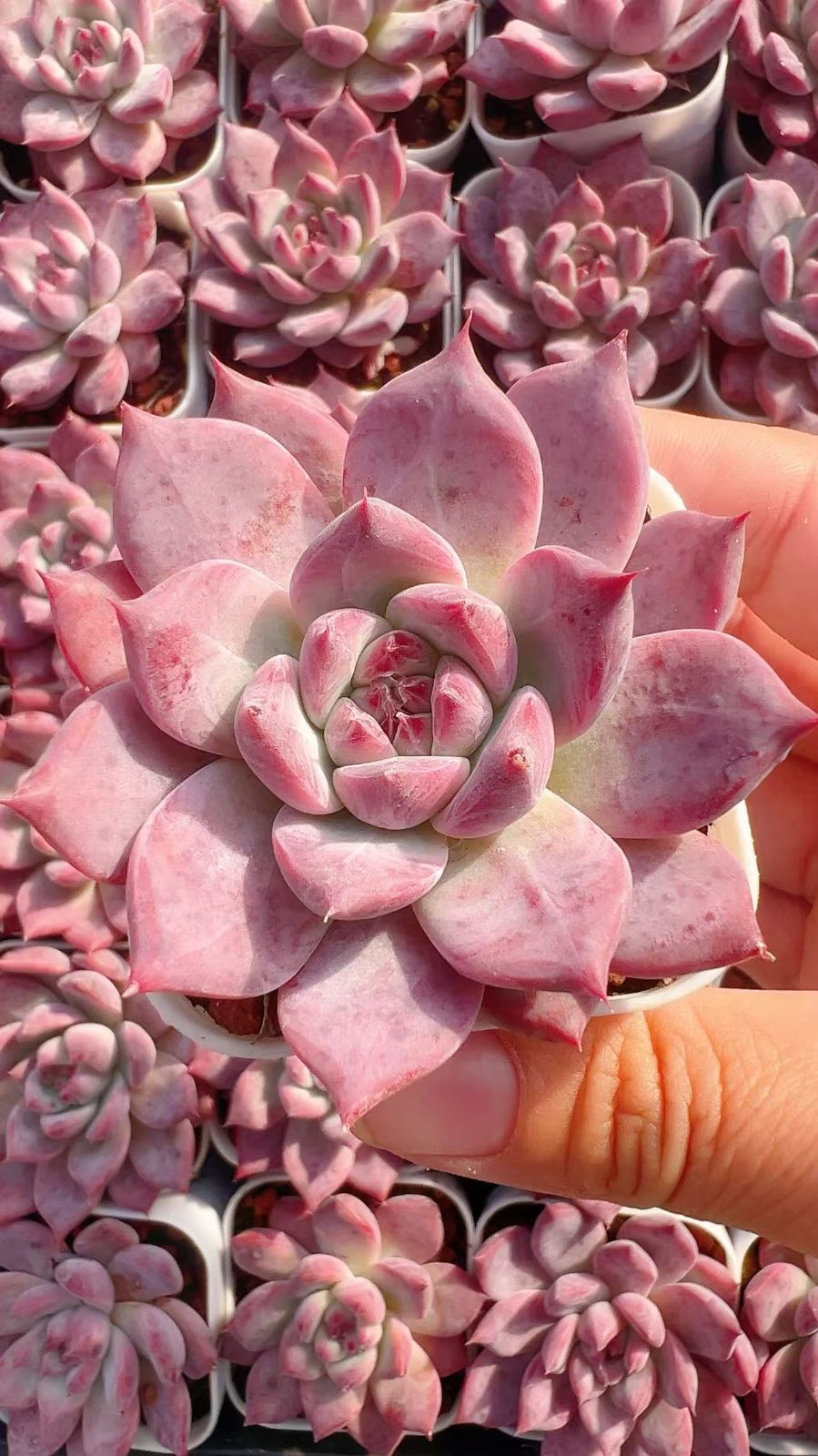 50株の抜き苗セット】ブラウンシュガー 多肉植物 佐川急便発送