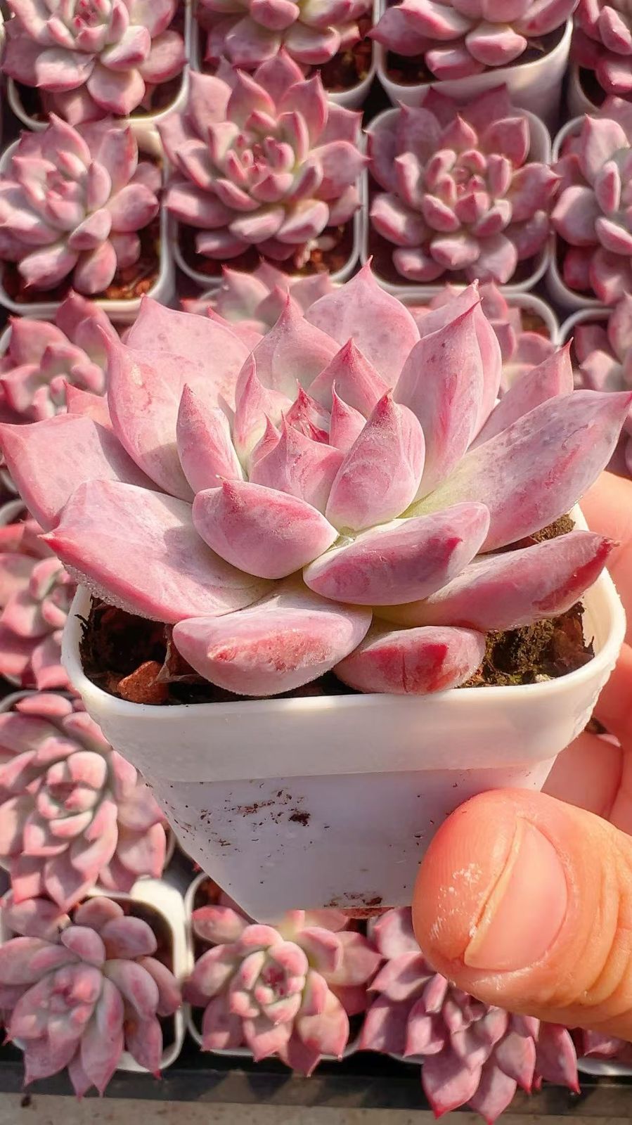 50株の抜き苗セット】ブラウンシュガー 多肉植物 佐川急便発送