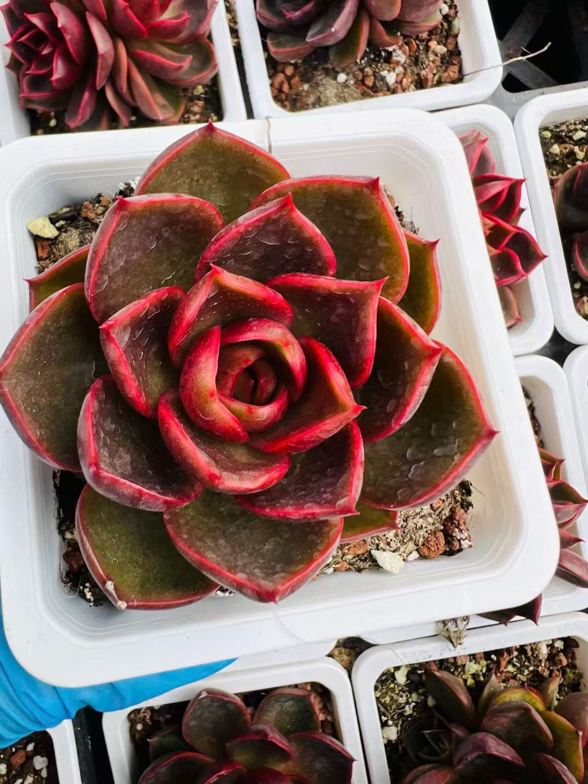 2個セット リペアエッセンスe 美白美容液 フルベール化粧品 サロンド