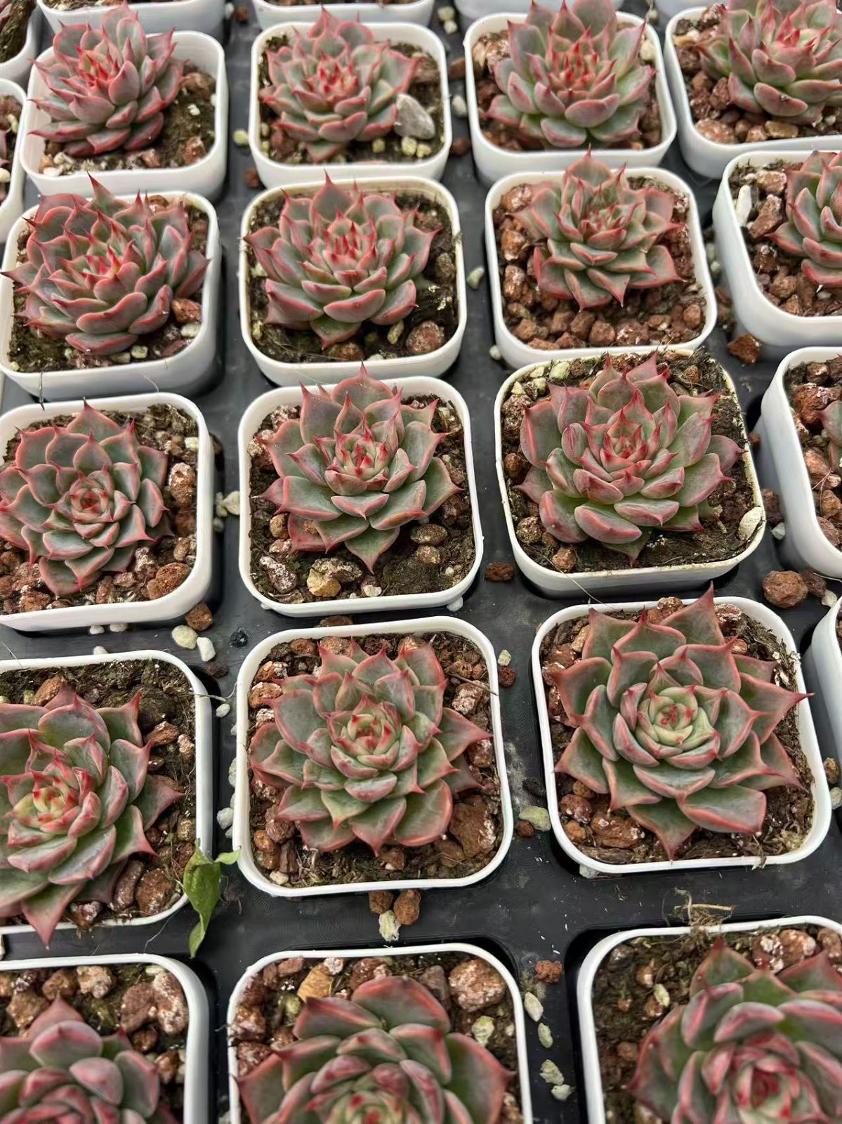 25株の抜き苗セット】レッドポイント 多肉植物 佐川急便発送