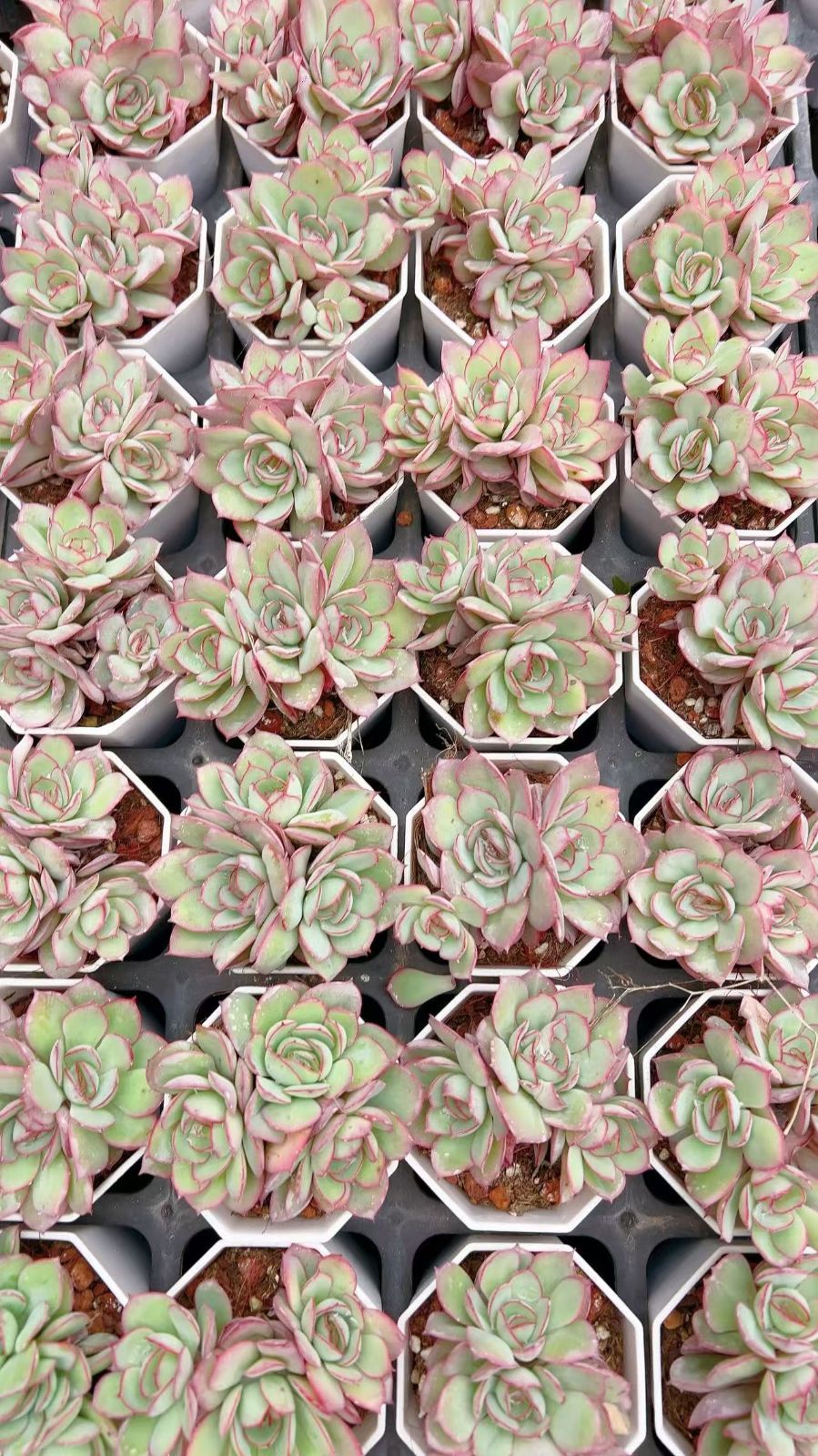 50株の抜き苗セット】パナメーラ 多肉植物 佐川急便発送 最も安い