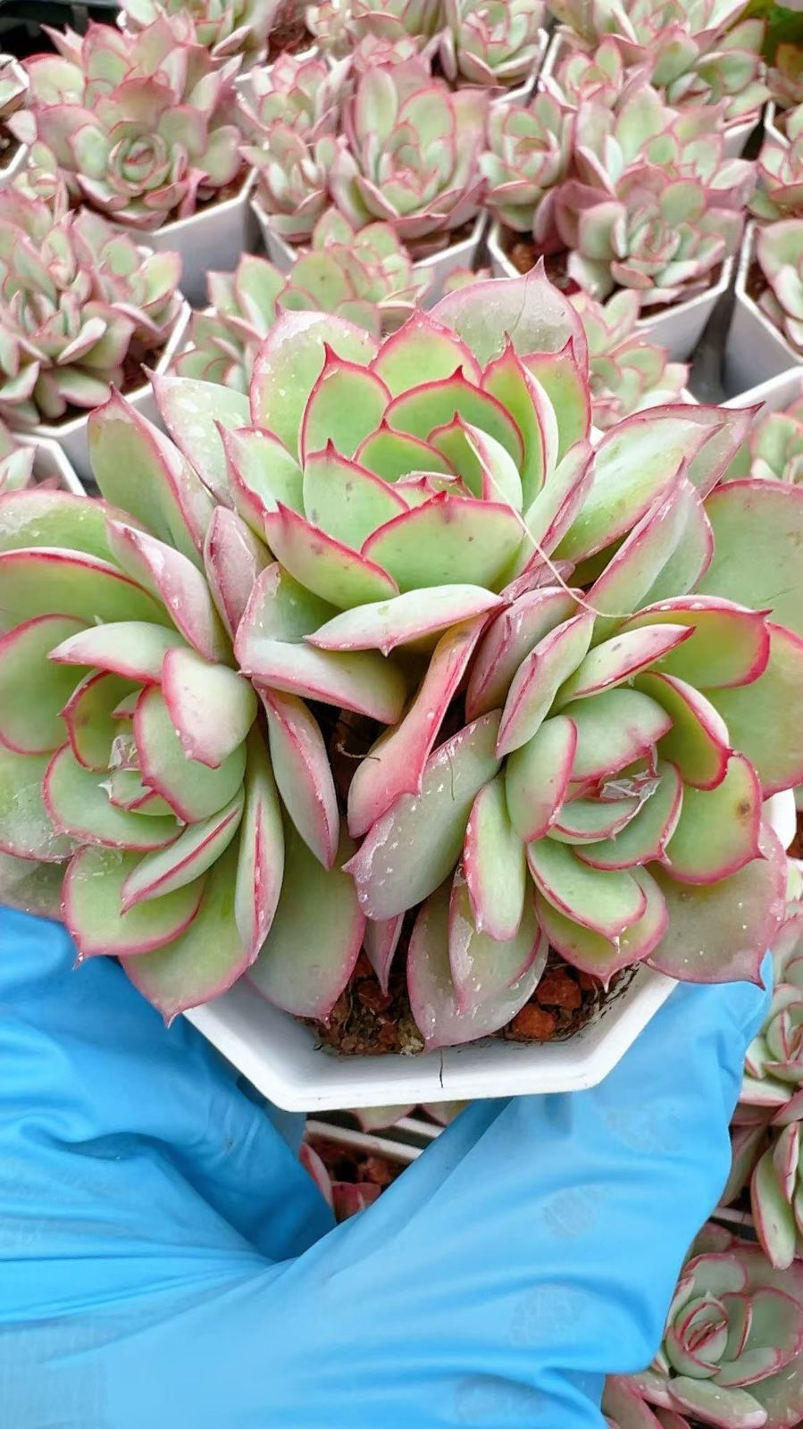 【50株の抜き苗セット】パナメーラ 多肉植物 佐川急便発送 エケベリア 韓国苗 YP19