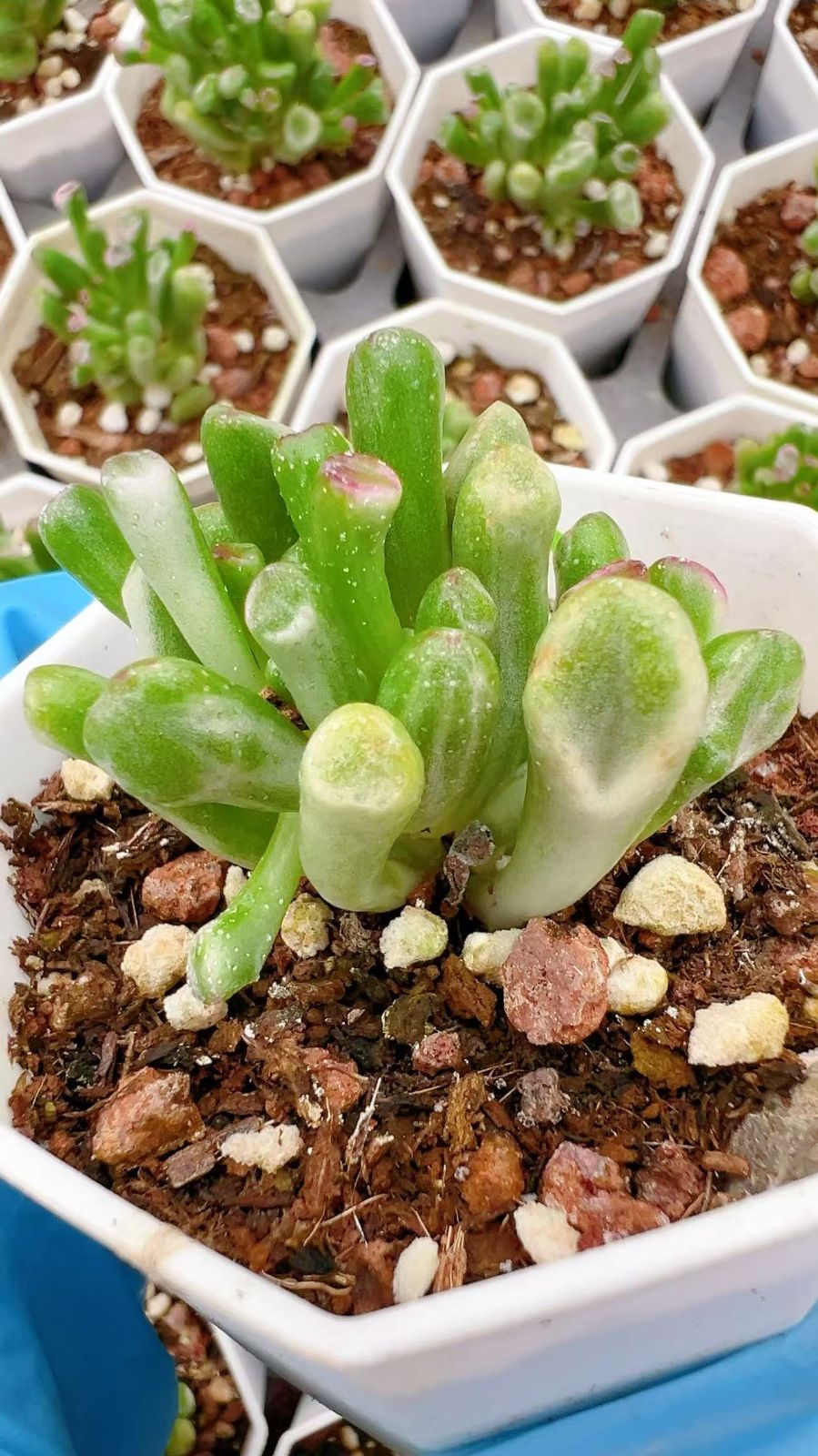 抜き苗@2280】ゴーラム錦 50株の抜き苗セット】クラッスラ ゴーラム錦