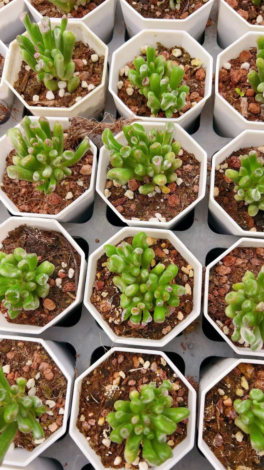 50株の抜き苗セット】クラッスラ ゴーラム錦 多肉植物 佐川急便発送