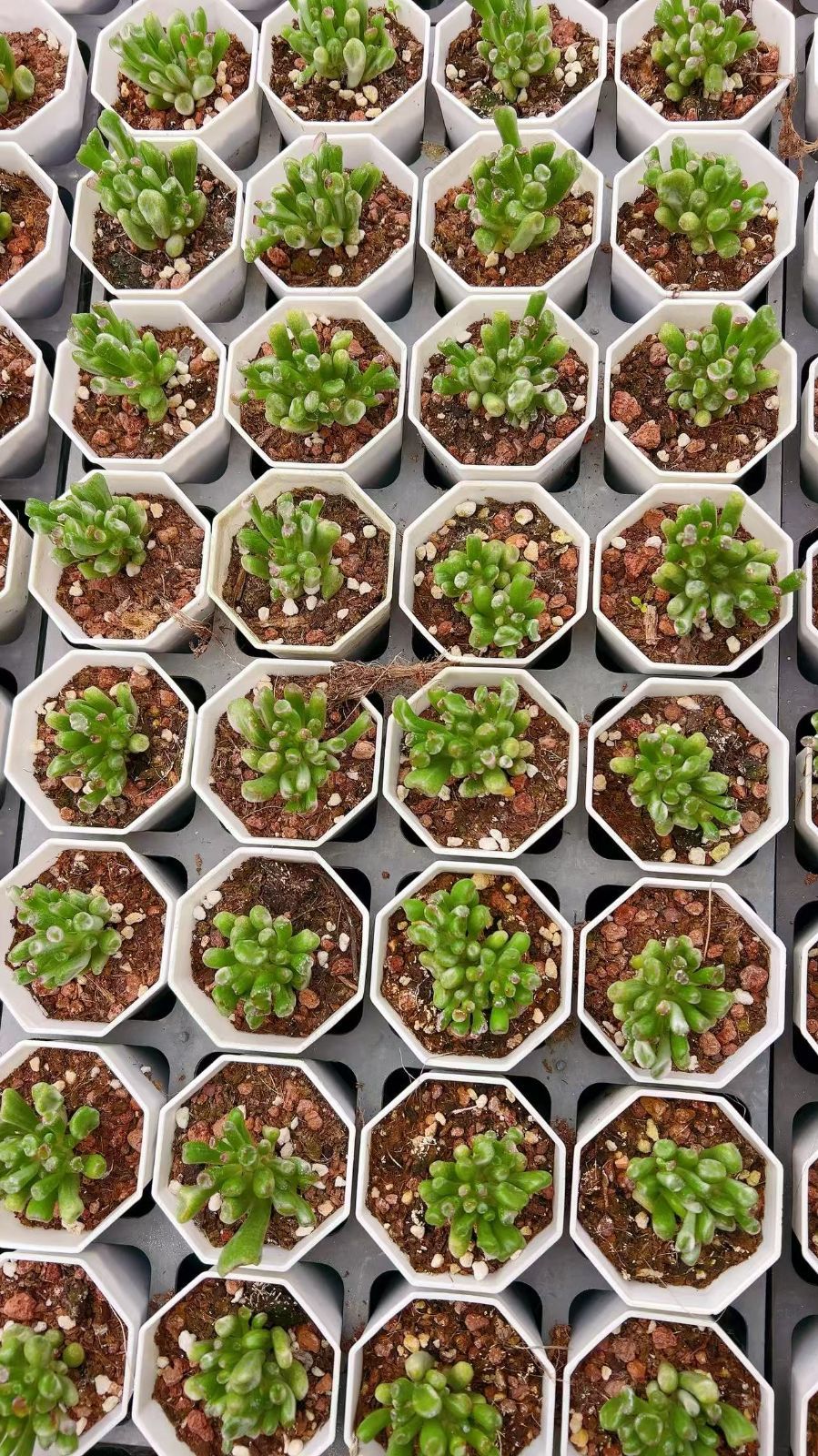 50株の抜き苗セット】クラッスラ ゴーラム錦 多肉植物 佐川急便発送