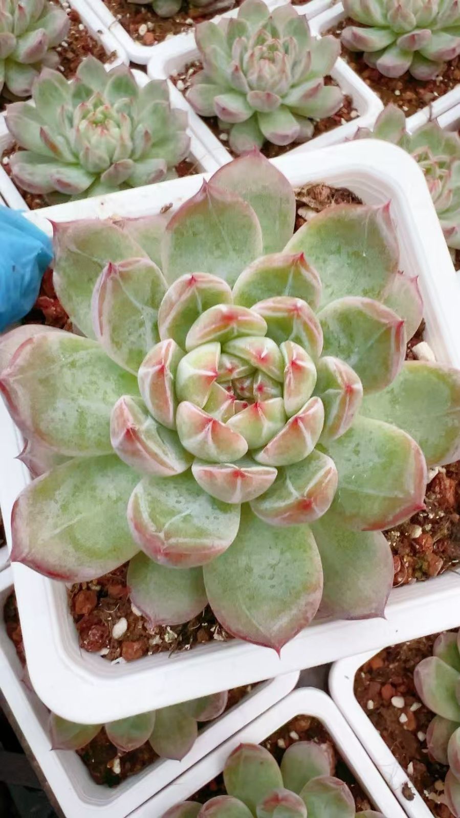 多肉植物【ヴァッションエボニー】抜き苗 多肉植物【ヴァッション