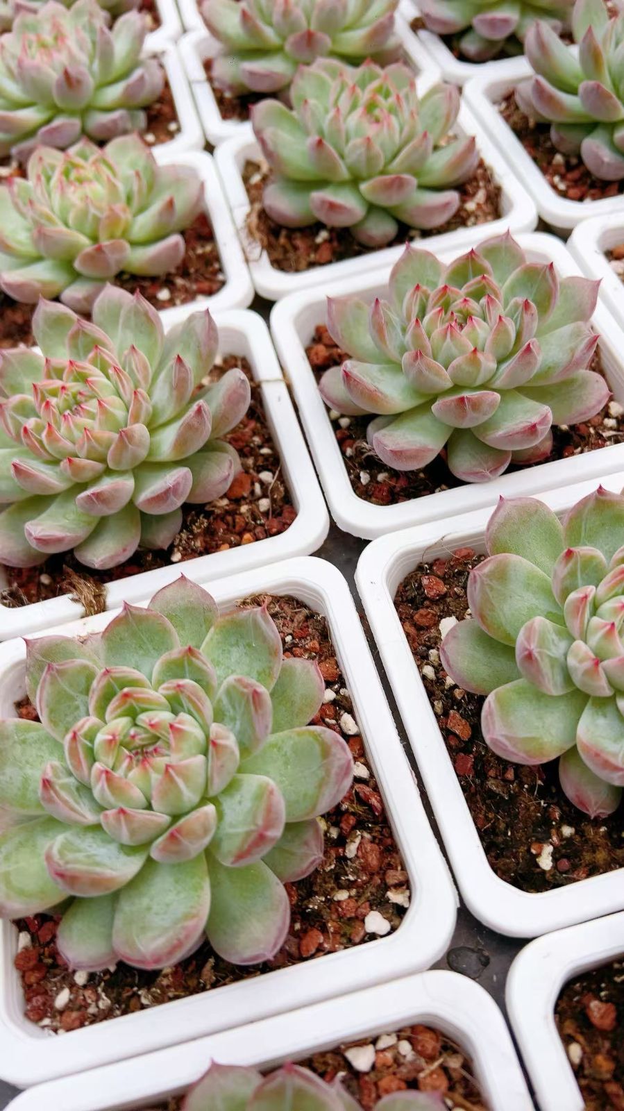 多肉植物【ヴァッションエボニー】抜き苗 多肉植物【ヴァッション