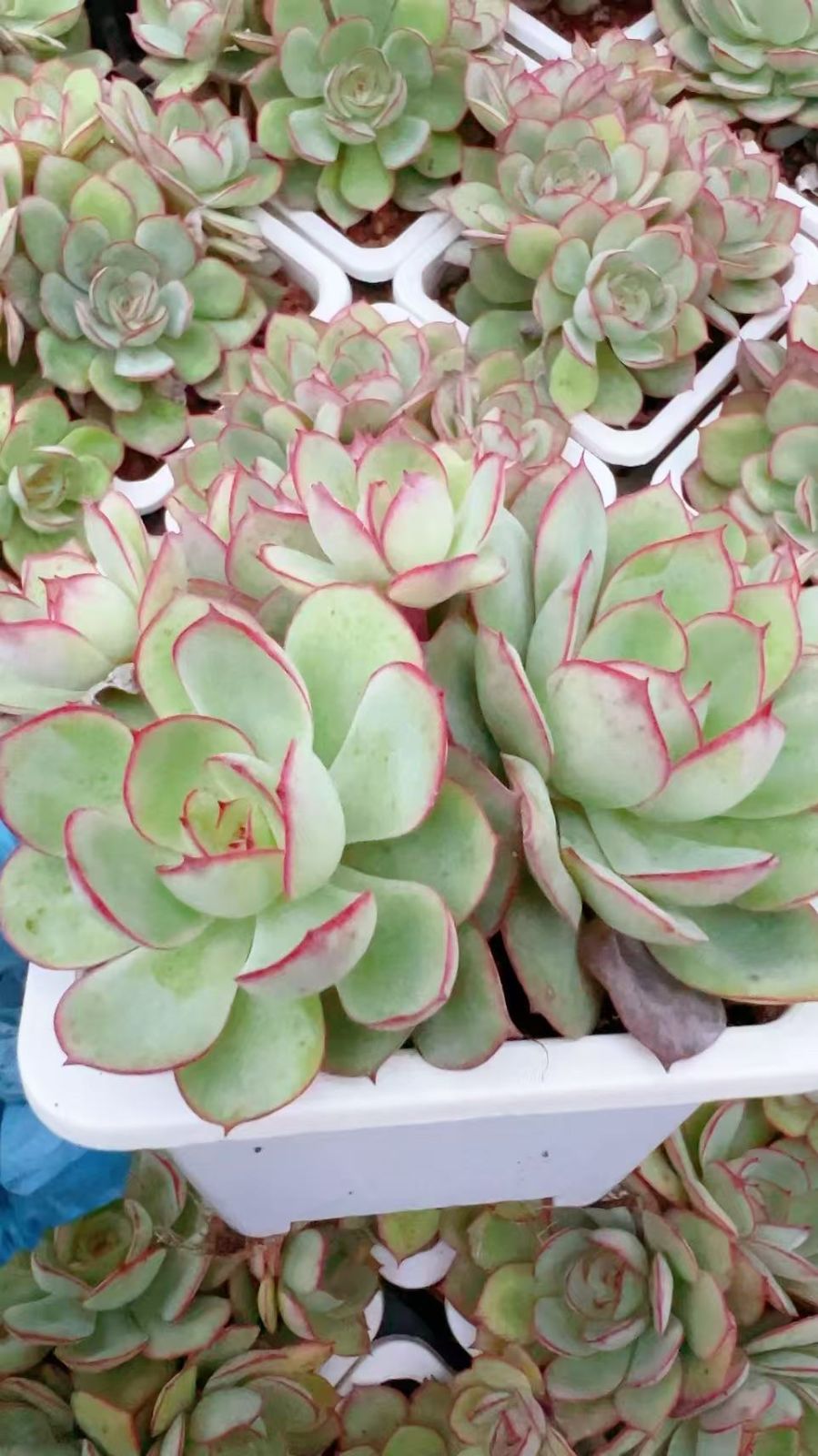 多肉植物　レッドエッジ　 抜き苗　エケベリア e84ea9ab1fb3ba53bc9d79d31c484d