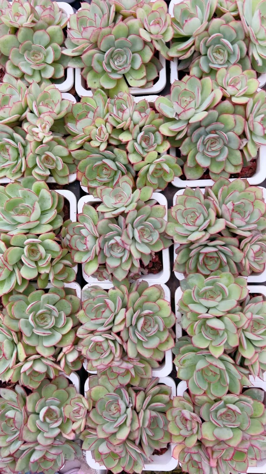 25株の抜き苗セット】ボタン・レッドエッジ 多肉植物 佐川急便発送