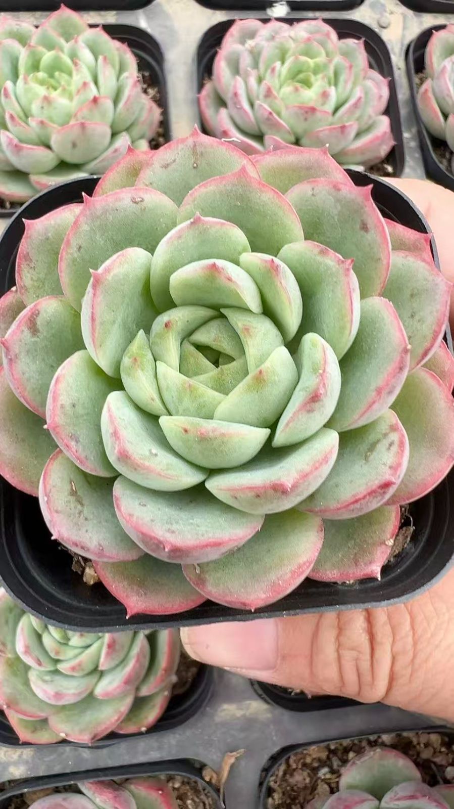 50株の抜き苗セット】ライムチリ 多肉植物 佐川急便発送 エケベリア