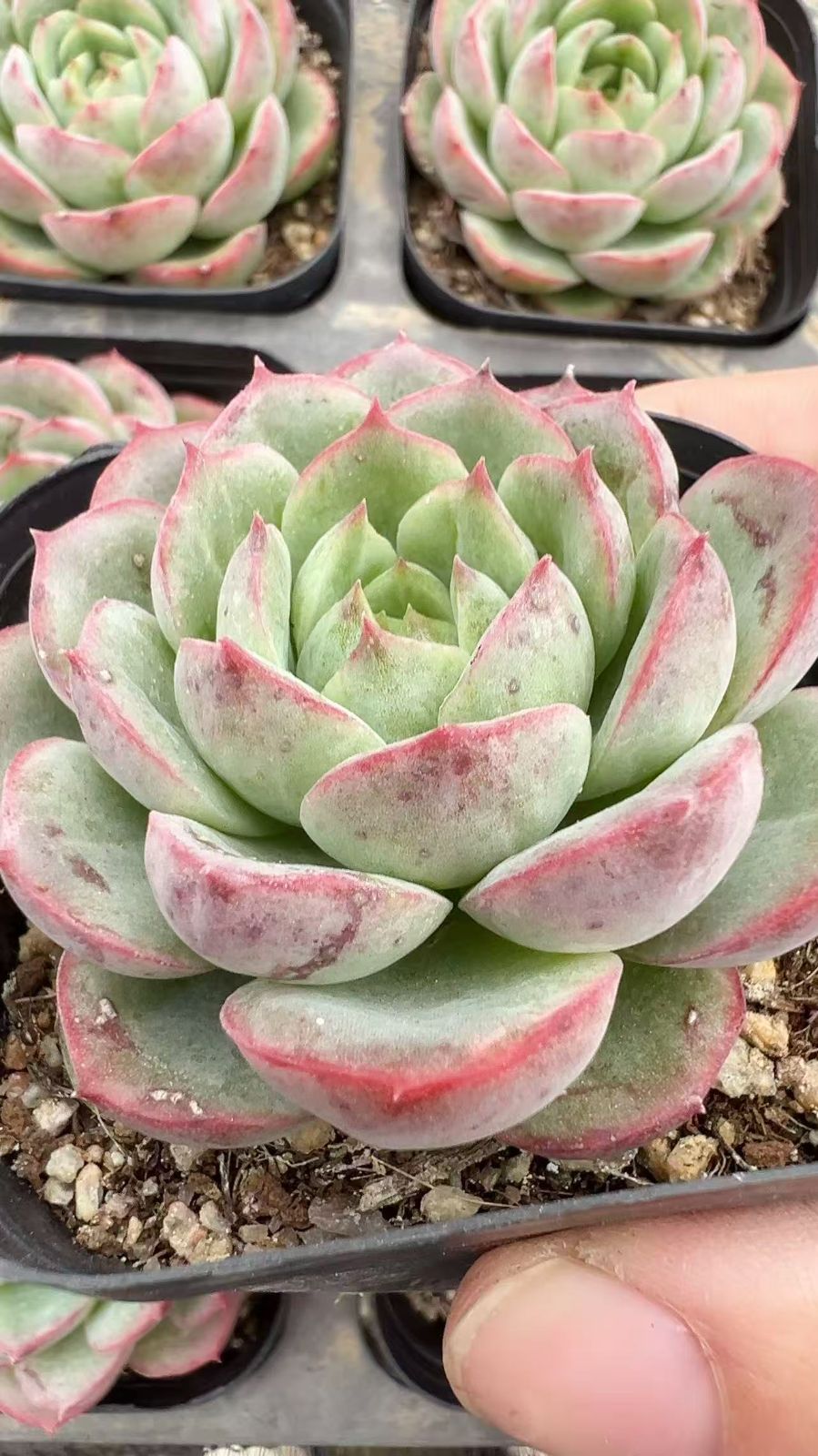 50株の抜き苗セット】ライムチリ 多肉植物 佐川急便発送 エケベリア