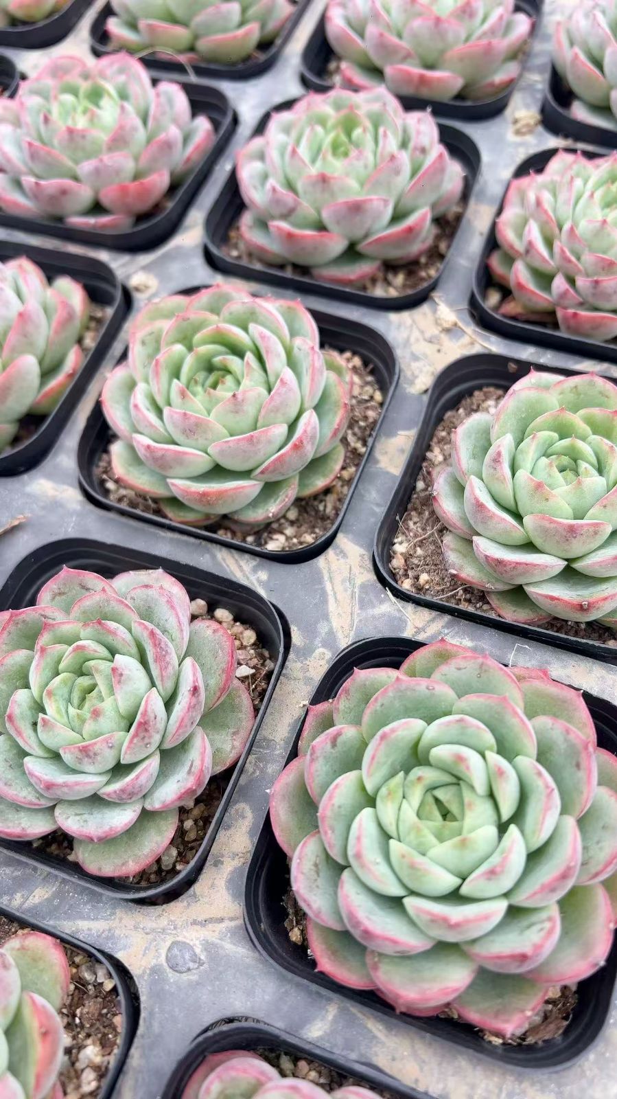 ライムアンドチリ(抜き苗)   多肉植物 ライムアンドチリ(抜き苗) 多肉植物 【公式通販】