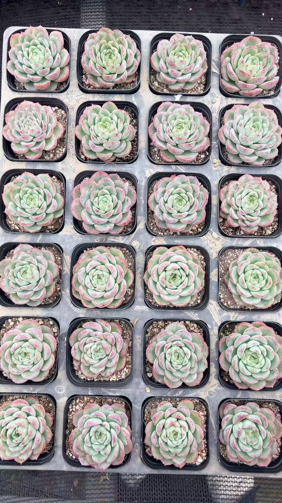 50株の抜き苗セット】ライムチリ 多肉植物 佐川急便発送 エケベリア