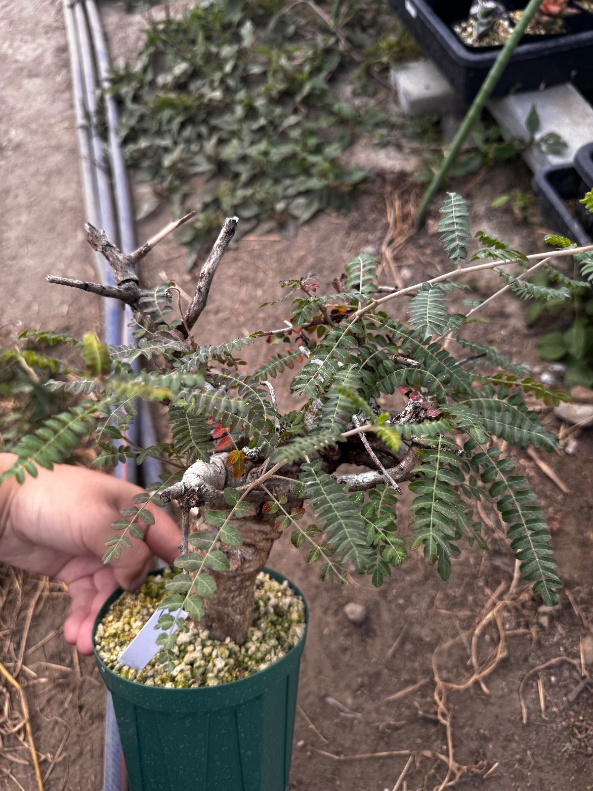 ボスウェリア ネグレクタ118 高品質 Boswellia neglectaボスウェリア