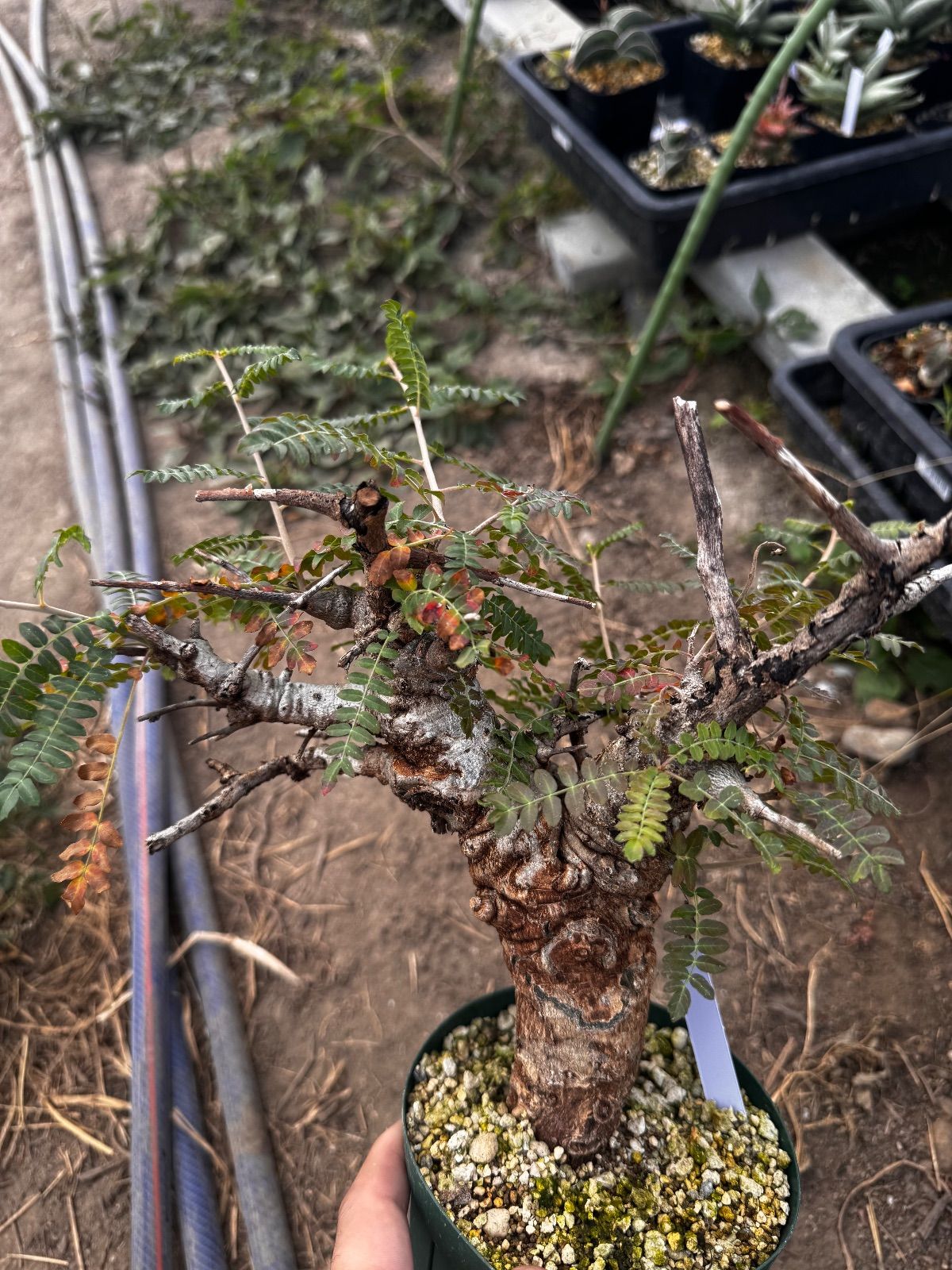 ボスウェリア ネグレクタ118 高品質 Boswellia neglectaボスウェリア