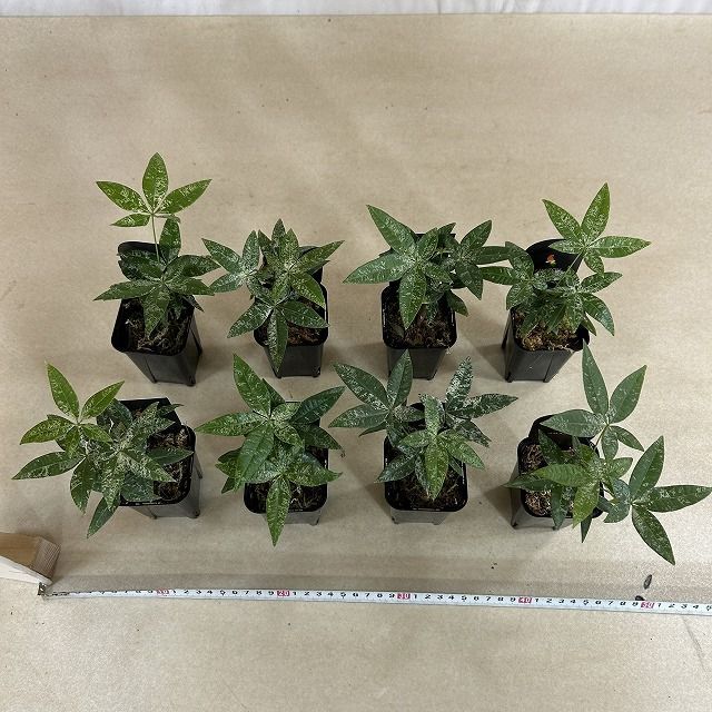 パキラ　斑入り　散り斑　No.001　鉢、送料込　メルカリ便 セール】パキラ 斑入り 散り斑 No.001 鉢、送料込 メルカリ便 2025年