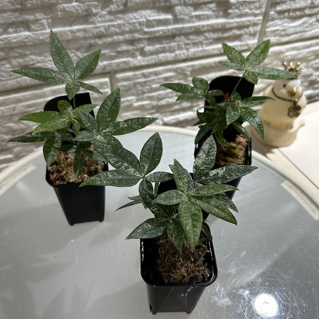 観葉植物 斑入りパキラ 2.5号ロングスリット鉢(個体おまかせ1鉢