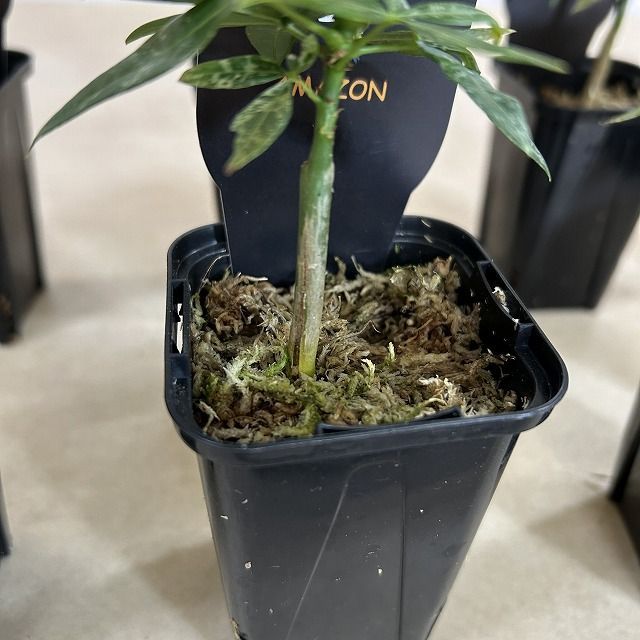 観葉植物 斑入りパキラ 2.5号ロングスリット鉢(個体おまかせ1鉢