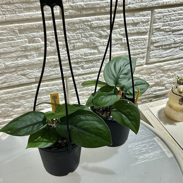 観葉植物 スキンダプサス ジェイドサティン 'jade satin'(個体おまかせ