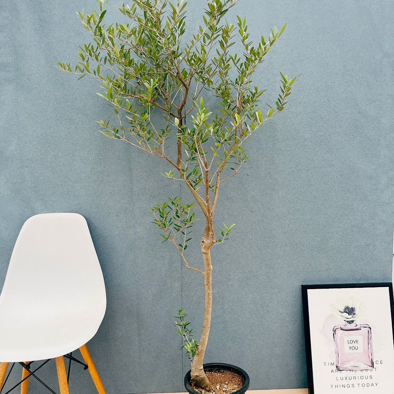 創樹　オリーブ　オリーミー 8寸　ネバディロブランコ　チプレシーノ　2品種です 創樹 オリーブ オリーミー 8寸 ネバディロブランコ チプレシーノ 2品種