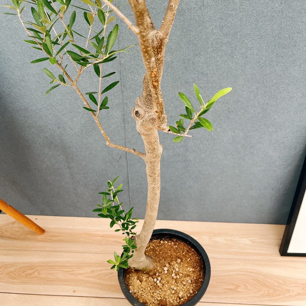 現品］☆Aランク☆ A2 創樹 オリーブ ネバディロブランコ 8号 大型