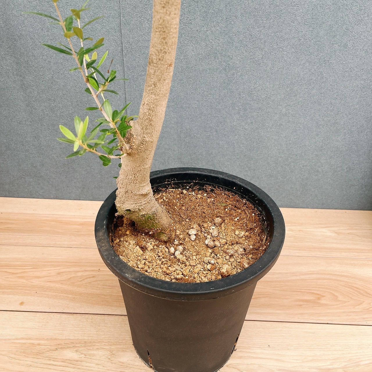 現品］☆Aランク☆ A2 創樹 オリーブ ネバディロブランコ 8号 大型