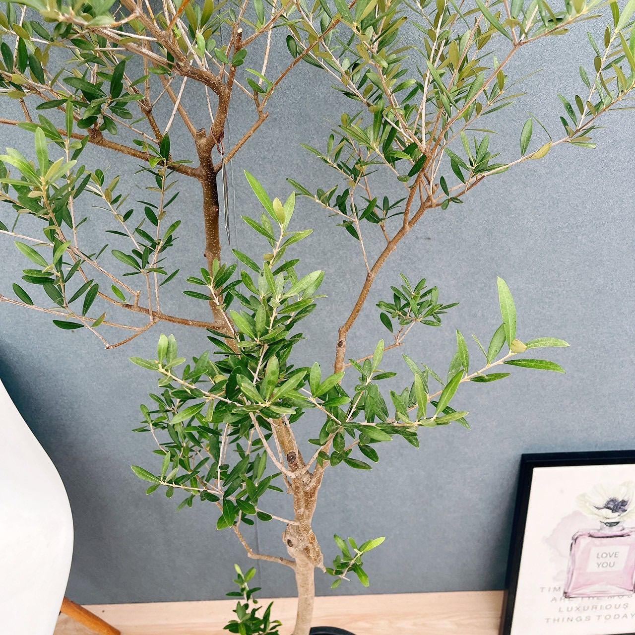 現品］☆Aランク☆ A2 創樹 オリーブ ネバディロブランコ 8号 大型