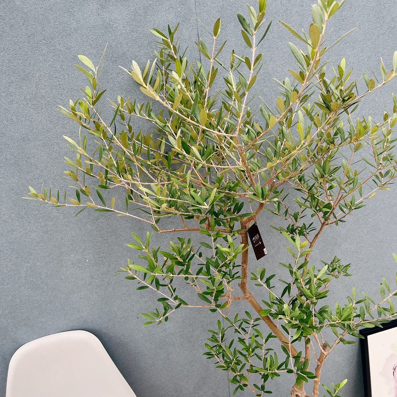 現品］☆Aランク☆ A2 創樹 オリーブ ネバディロブランコ 8号 大型