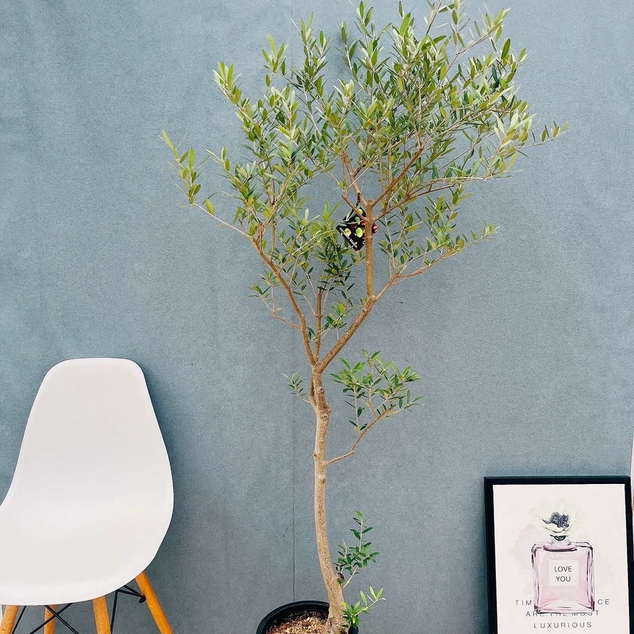 創樹　オリーブ　オリーミー 8寸　ネバディロブランコ　チプレシーノ　2品種です 現品］☆Aランク☆ A2 創樹 オリーブ ネバディロブランコ 8号 大型