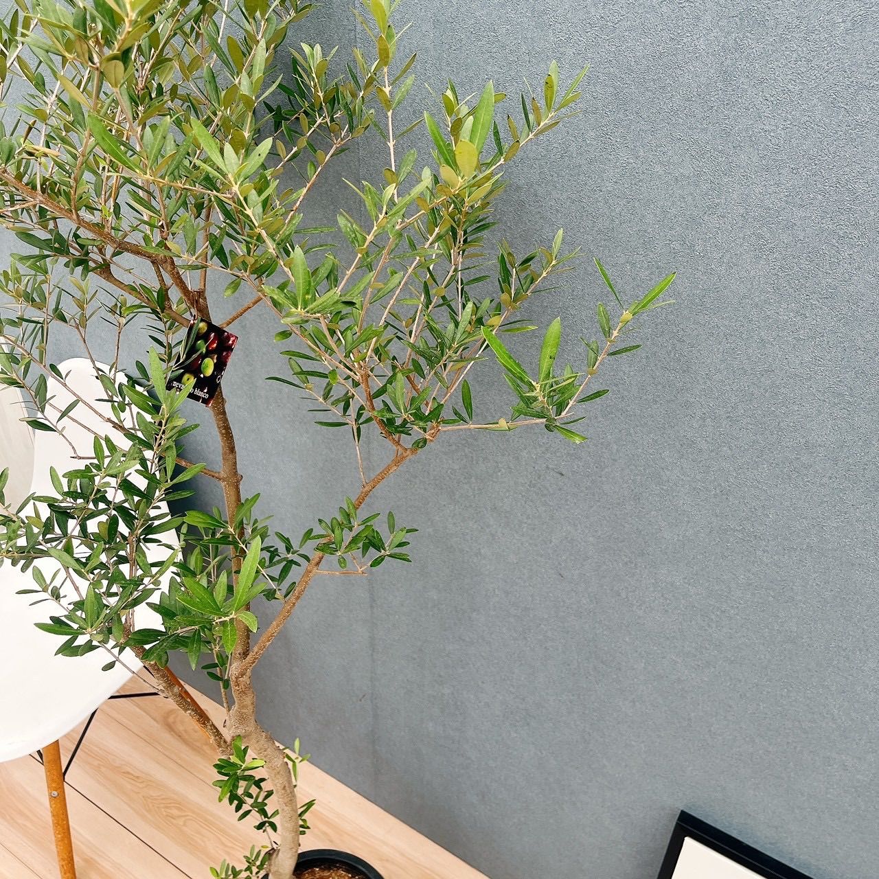 現品］☆Aランク☆ A2 創樹 オリーブ ネバディロブランコ 8号 大型