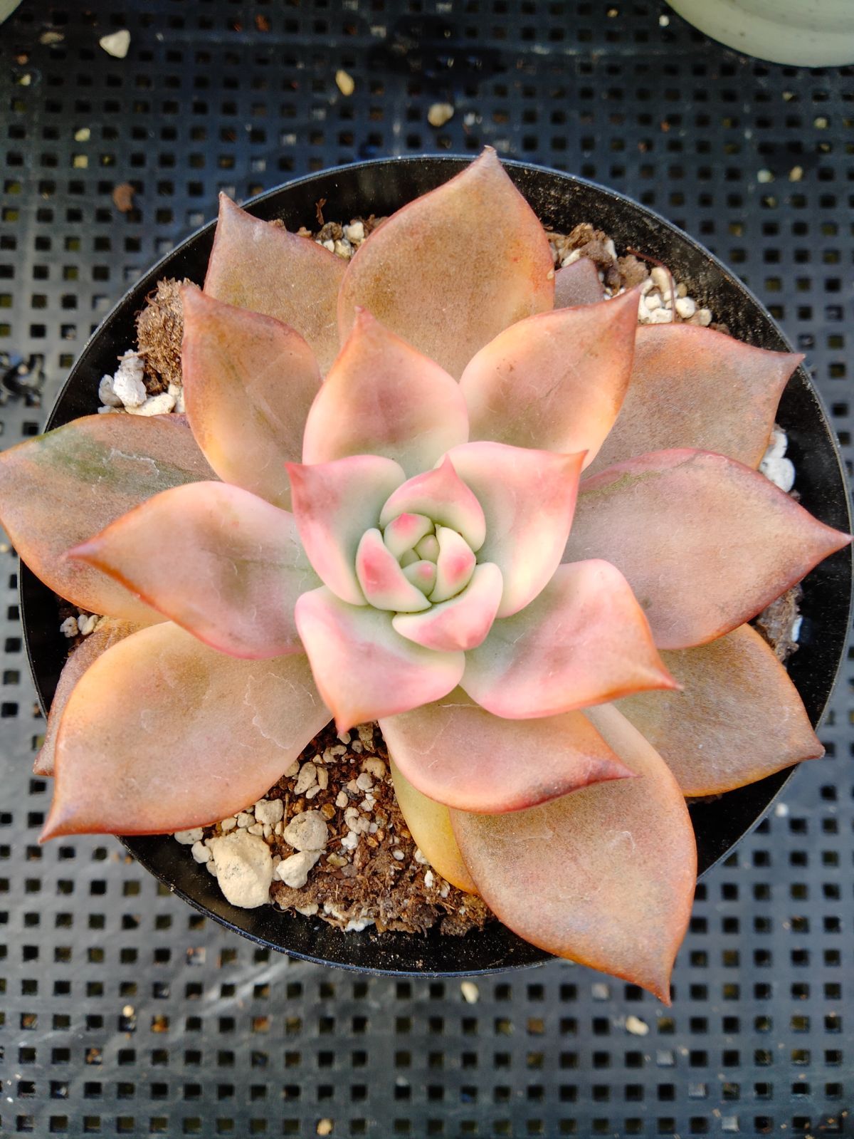 多肉植物 カット苗 51種 寄せ植えにエケベリア多数、クラッスラ 新作