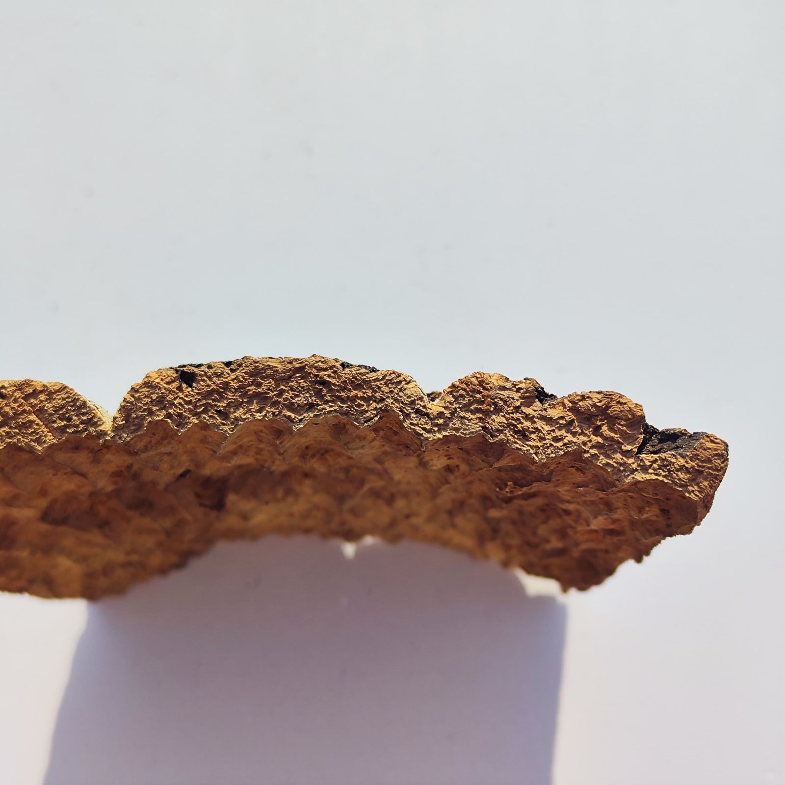 c1149 20×30cm コルク樹皮 コルク板 バージンコルク 穴あけ可 送料無料