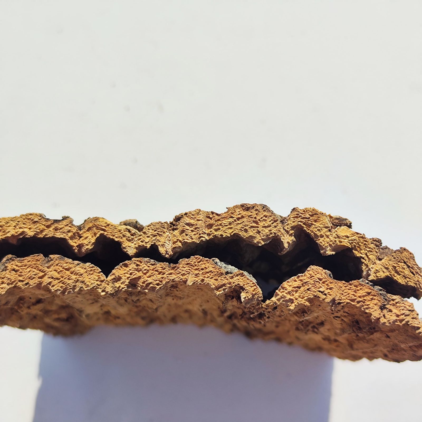 c3298 2枚セット 15×20cm コルク樹皮 コルク板 バージンコルク 送料