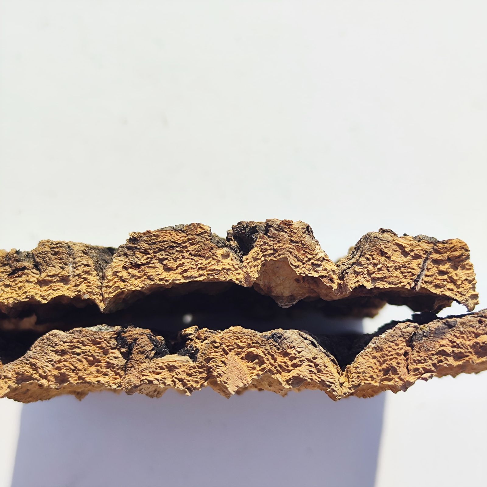 c3296 2枚セット 15×20cm コルク樹皮 コルク板 バージンコルク 送料