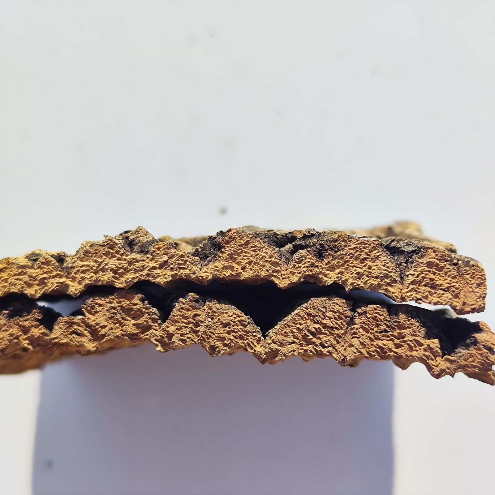 コルク樹皮　ビカク板付　６枚セット A621 ポルトガル産 高密度加工コルク板 コルク樹皮 バージンコルク